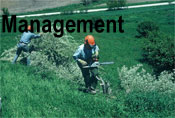 Management